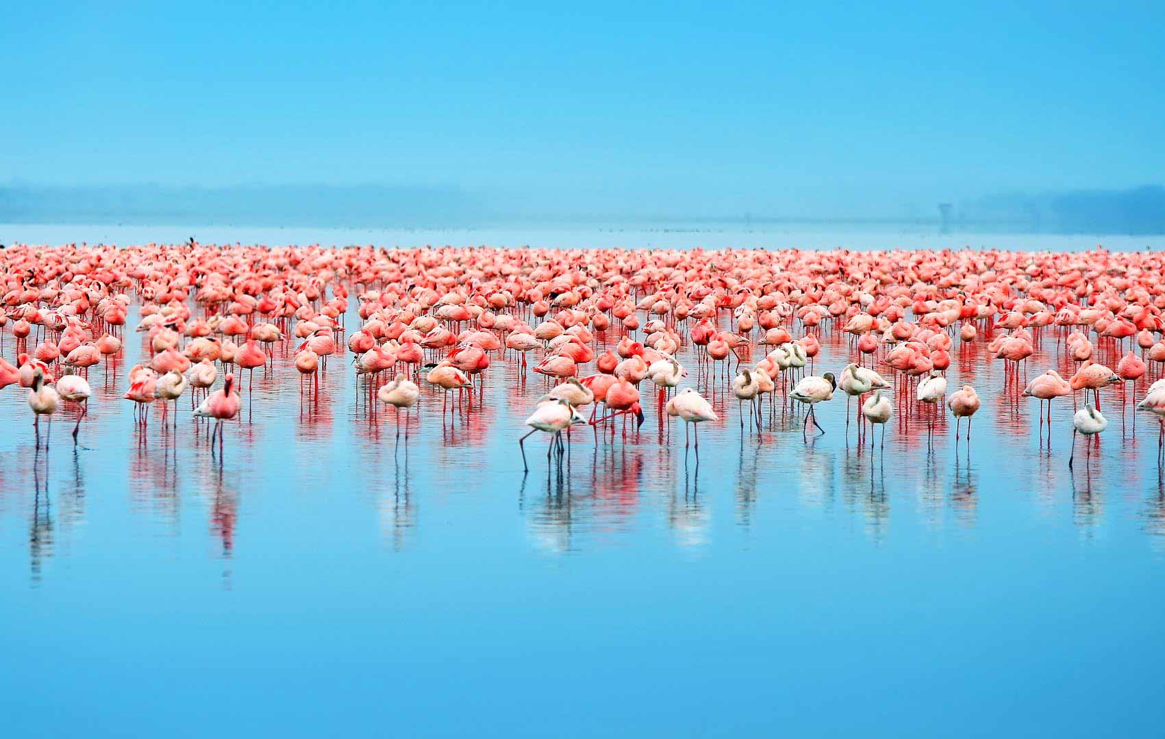 https://d3r8gwkgo0io6y.cloudfront.net/upload/Lake Nakuru.jpg